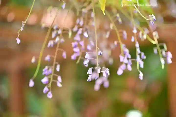 富岡八幡宮(東京都)