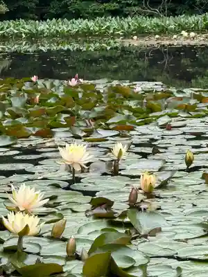 明治神宮(東京都)