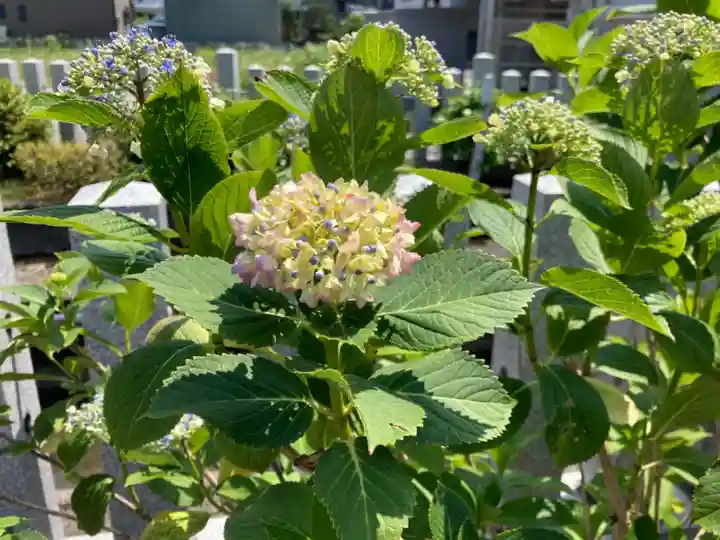總社 和田八幡宮の自然