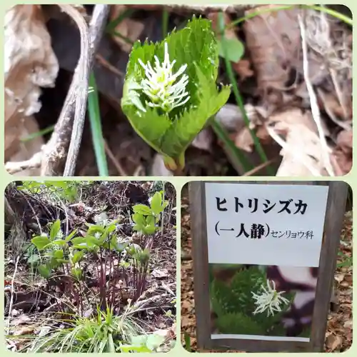 有珠善光寺の自然