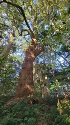 伊雜宮（皇大神宮別宮）の自然