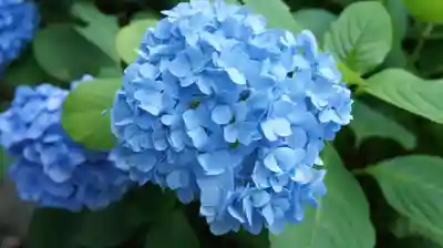 楽法寺（雨引観音）(茨城県)