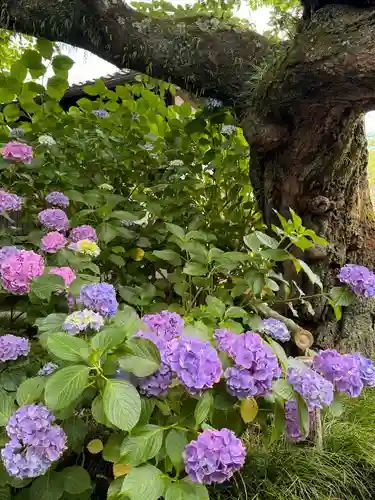 矢田寺(奈良県)