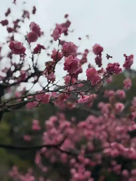 太宰府天満宮の{uncategorized: "未分類", other: "その他", undefined: "問題あり", building: "その他建物", grave: "お墓", sacred_gate: "鳥居", guardian: "狛犬", statue: "像", buddha: "仏像", history: "歴史", nature: "自然", garden: "庭園", animal: "動物", pagoda: "塔", temizu: "手水舎", mountain_gate: "山門・神門", sanctuary: "本殿・本堂", subordinate: "末社・摂社", art: "芸術", scenery: "景色", jizo: "地蔵", ema: "絵馬", goshuin: "御朱印", omikuji: "おみくじ", items: "授与品その他", amulet: "お守り", goshuincho: "御朱印帳", eats: "食事", festival: "お祭り", votive_dance: "神楽", shichigosan: "七五三参", wedding: "結婚式", experience: "体験その他", initially: "初詣", around: "周辺", anti_infection: "感染症対策"}