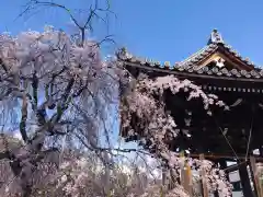 吉祥寺(東京都)