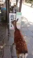 東大寺の動物