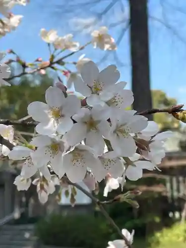 阿佐ヶ谷神明宮(東京都)