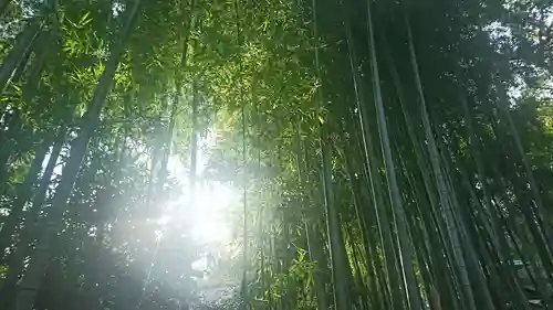 大宮八幡宮の自然