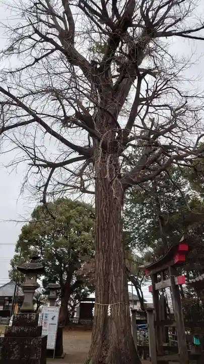下総国三山 二宮神社の自然