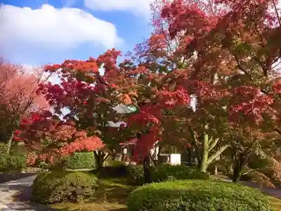 将軍塚青龍殿(青蓮院門跡)の自然