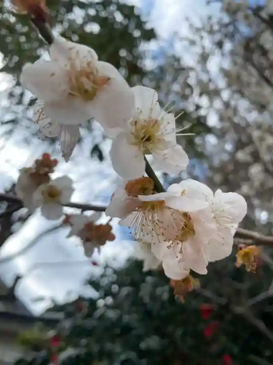 大井神社の{uncategorized: "未分類", other: "その他", undefined: "問題あり", building: "その他建物", grave: "お墓", sacred_gate: "鳥居", guardian: "狛犬", statue: "像", buddha: "仏像", history: "歴史", nature: "自然", garden: "庭園", animal: "動物", pagoda: "塔", temizu: "手水舎", mountain_gate: "山門・神門", sanctuary: "本殿・本堂", subordinate: "末社・摂社", art: "芸術", scenery: "景色", jizo: "地蔵", ema: "絵馬", goshuin: "御朱印", omikuji: "おみくじ", items: "授与品その他", amulet: "お守り", goshuincho: "御朱印帳", eats: "食事", festival: "お祭り", votive_dance: "神楽", shichigosan: "七五三参", wedding: "結婚式", experience: "体験その他", initially: "初詣", around: "周辺", anti_infection: "感染症対策"}