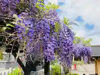 總社 和田八幡宮の自然
