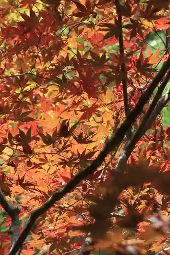 貴船神社の自然