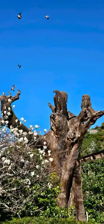 莫越山神社の{uncategorized: "未分類", other: "その他", undefined: "問題あり", building: "その他建物", grave: "お墓", sacred_gate: "鳥居", guardian: "狛犬", statue: "像", buddha: "仏像", history: "歴史", nature: "自然", garden: "庭園", animal: "動物", pagoda: "塔", temizu: "手水舎", mountain_gate: "山門・神門", sanctuary: "本殿・本堂", subordinate: "末社・摂社", art: "芸術", scenery: "景色", jizo: "地蔵", ema: "絵馬", goshuin: "御朱印", omikuji: "おみくじ", items: "授与品その他", amulet: "お守り", goshuincho: "御朱印帳", eats: "食事", festival: "お祭り", votive_dance: "神楽", shichigosan: "七五三参", wedding: "結婚式", experience: "体験その他", initially: "初詣", around: "周辺", anti_infection: "感染症対策"}
