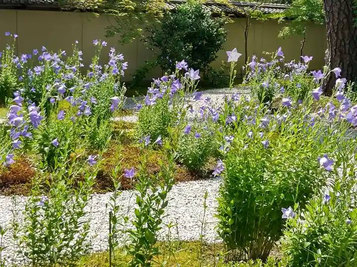廬山寺(廬山天台講寺)(京都府)