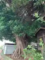 白旗神社の自然