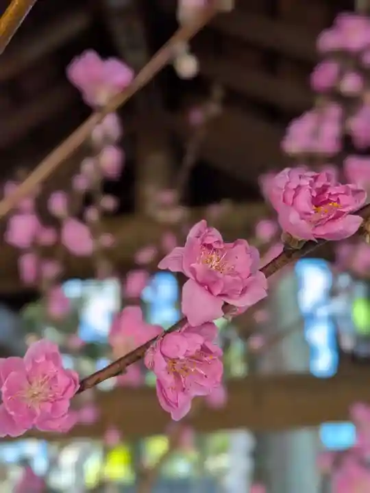 赤坂氷川神社(東京都)