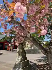 住吉神社の狛犬