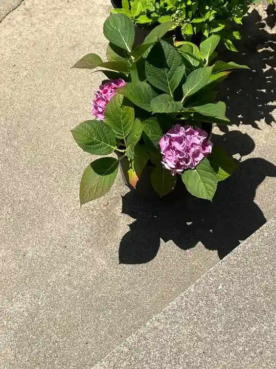 能護寺(埼玉県)