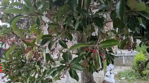 鹿嶋神社のおみくじ