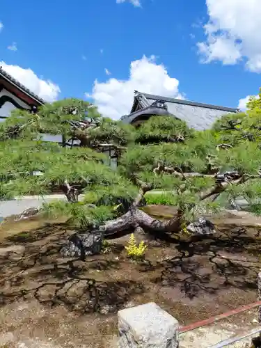 妙覺寺（妙覚寺）(京都府)