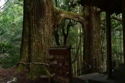 地主神社（桑の川の鳥居杉）(高知県)