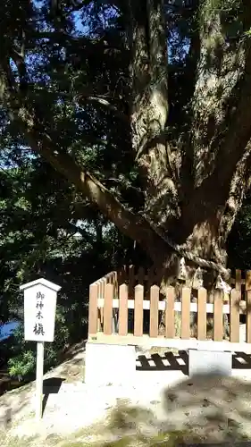 安房神社の自然