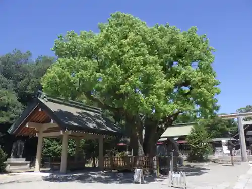 和泉國一之宮　大鳥大社の自然