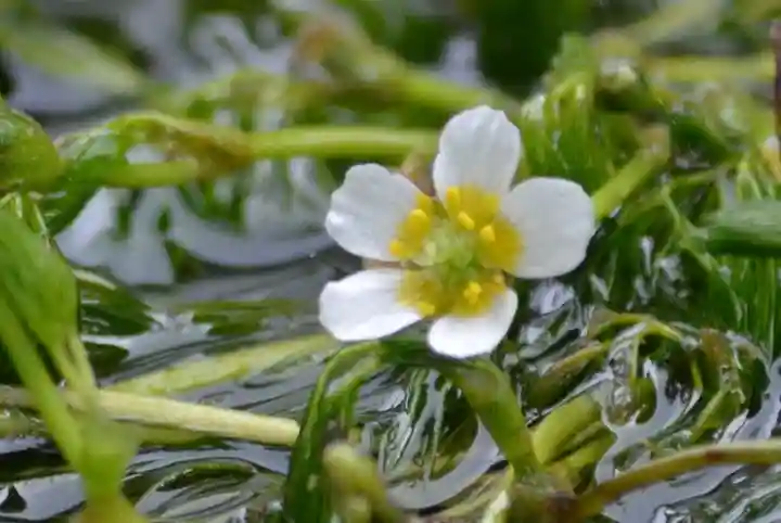 加茂神社(滋賀県)