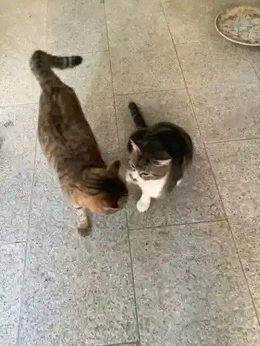 玉野御嶽神社の動物