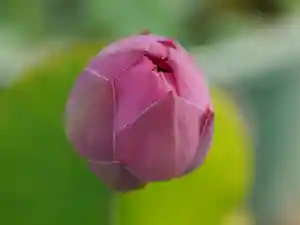 極楽山 浄土寺の自然(2021年06月29日(火) 17時33分39秒投稿)