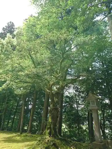 佐々牟志神社の自然