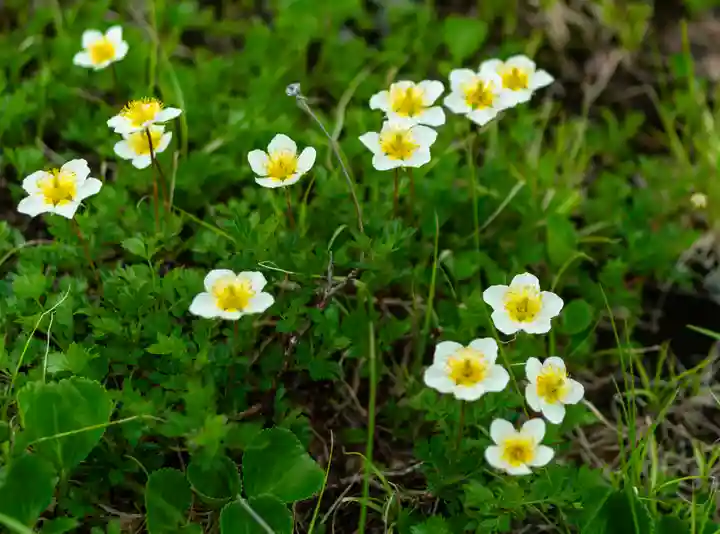 雄山神社峰本社の自然