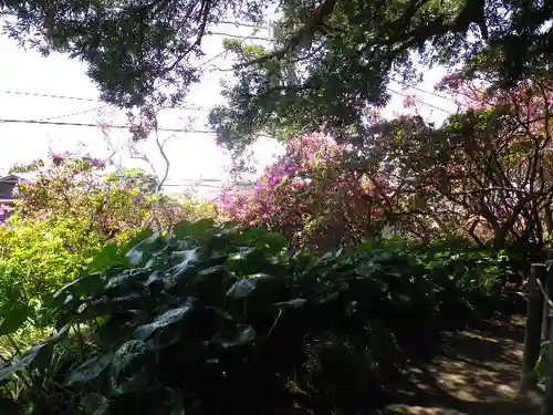 安養院　(田代寺）の自然