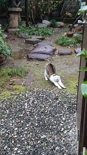 泥江縣神社の動物