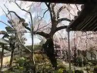 専称寺の自然