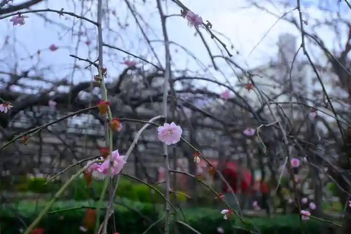 亀戸天神社(東京都)