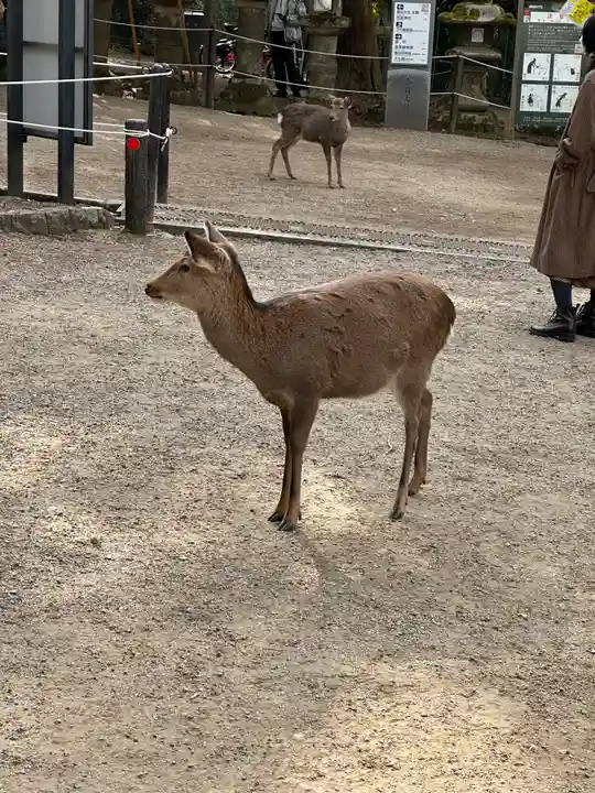 春日大社の動物
