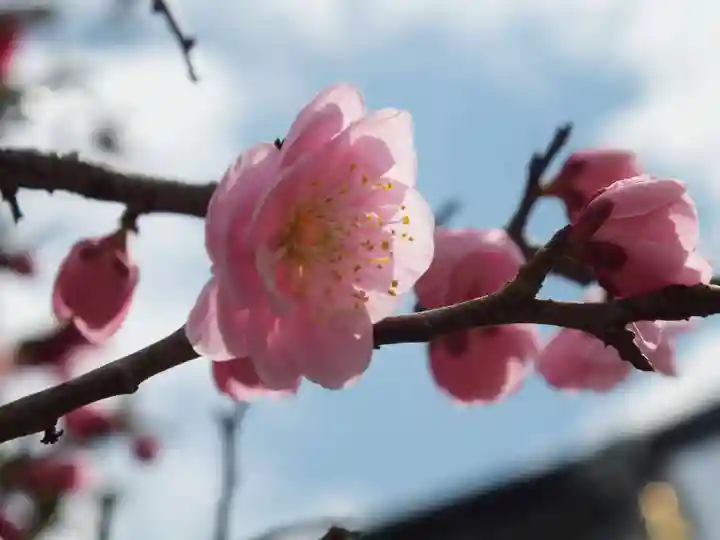 神戸神社の自然