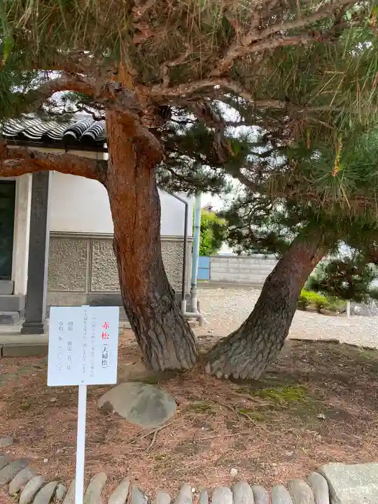 上田大神宮の自然