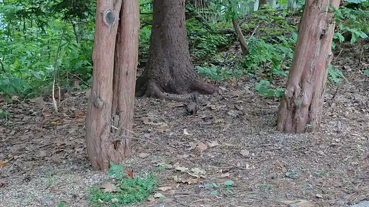 上川神社の動物
