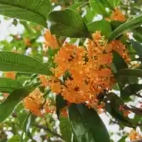豊景神社の自然