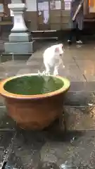 王子神社の動物