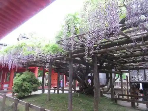 春日大社の自然