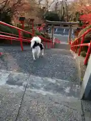 足立山妙見宮（御祖神社）の動物