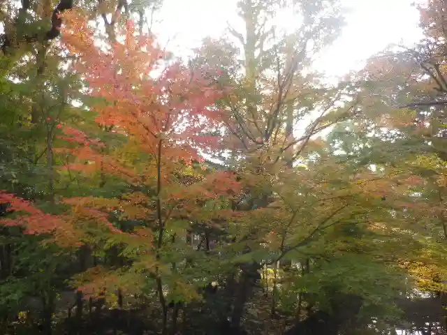 鶴岡八幡宮の自然