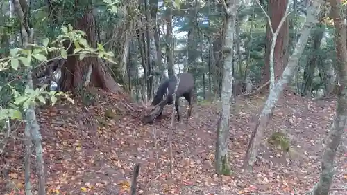 日蓮宗 総本山 塔頭 定林坊(じょうりんぼう)の自然