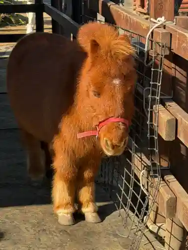 五方山熊野神社の{uncategorized: "未分類", other: "その他", undefined: "問題あり", building: "その他建物", grave: "お墓", sacred_gate: "鳥居", guardian: "狛犬", statue: "像", buddha: "仏像", history: "歴史", nature: "自然", garden: "庭園", animal: "動物", pagoda: "塔", temizu: "手水舎", mountain_gate: "山門・神門", sanctuary: "本殿・本堂", subordinate: "末社・摂社", art: "芸術", scenery: "景色", jizo: "地蔵", ema: "絵馬", goshuin: "御朱印", omikuji: "おみくじ", items: "授与品その他", amulet: "お守り", goshuincho: "御朱印帳", eats: "食事", festival: "お祭り", votive_dance: "神楽", shichigosan: "七五三参", wedding: "結婚式", experience: "体験その他", initially: "初詣", around: "周辺", anti_infection: "感染症対策"}