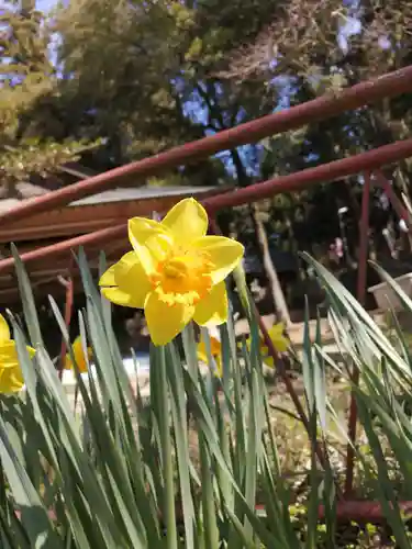 間々田八幡宮の自然