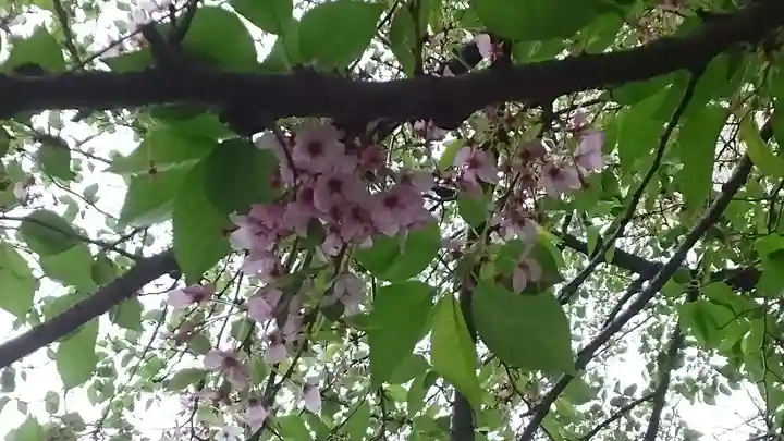 秋葉神社(東京都)